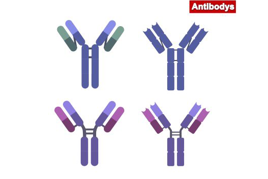 Antibodys 抗体素材 ai格式矢量图