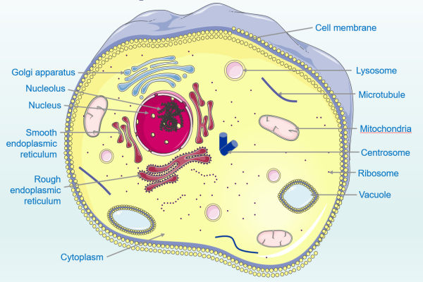 15张动物细胞相关素材PPT（细节可调）高尔基体、线粒体、内质网、细胞核、中心体