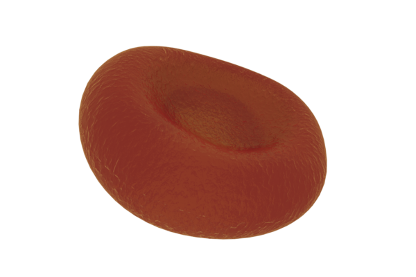 血红细胞3D模型/透明背景png图